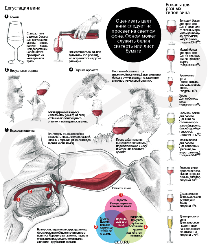 Вино: как правильно дегустировать и какие бокалы для вина выбрать